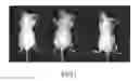 Fig. 07 - MAMMAL DEDICATED CELL LINE