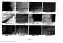 Fig. 02 - Isolated nature-identical collagen