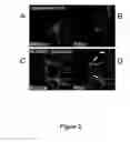 Fig. 04 - Low Level Fluorescence Detection at the Light Microscopic Level
