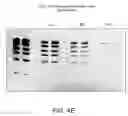Fig. 09 - Detection of immobilized nucleic acid