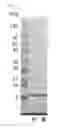 Fig. 02 - Fibronectin type III domain based scaffold compositions, methods and uses