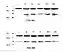 Fig. 06 - Methods for stimulating nervous system regeneration and repair by regulating arginase I and polyamine synthesis