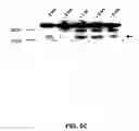 Fig. 07 - Methods for stimulating nervous system regeneration and repair by regulating arginase I and polyamine synthesis