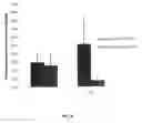 Fig. 07 - Long Circulating Nanoparticles for Sustained Release of Therapeutic Agents