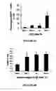 Fig. 07 - METHODS AND COMPOSITIONS FOR TREATING CANCERS