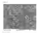 Fig. 02 - Monolith separation medium for chromatographic use and method of producing the same