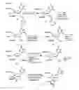 Fig. 01 - Polycyclic sugar surrogate-containing oligomeric compounds and compositions for use in gene modulation