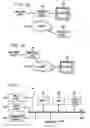Fig. 02 - On-Demand language translation for television programs