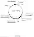 Fig. 25 - PLANTS HAVING IMPROVED CHARACTERISTICS AND METHOD FOR MAKING THE SAME