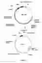 Fig. 45 - PLANTS HAVING IMPROVED CHARACTERISTICS AND METHOD FOR MAKING THE SAME