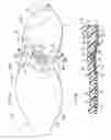 Fig. 03 - Shoe sole with reinforcement structure
