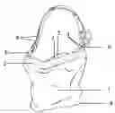 Fig. 01 - Convertible handbag systems