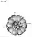 Fig. 01 - FUSION FUEL CONTAINER AND REACTANT SPIN-ENHANCEMENT