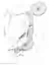 Fig. 05 - Self-Propelled Vehicle Propelled by an Elliptical Drive Train With Adjustable Foot Locations