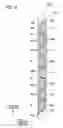 Fig. 13 - Method of manufacturing liquid ejection head, method of manufacturing recording apparatus including the same, liquid ejection head, and recording apparatus