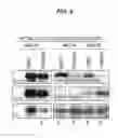 Fig. 07 - y134.5 Deficient HSV and the MAPK Pathway