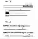 Fig. 02 - Composition and methods for osteogenic gene therapy