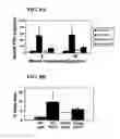 Fig. 09 - Composition and methods for osteogenic gene therapy