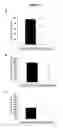 Fig. 02 - COMPOSITIONS AND METHODS FOR ENHANCING NEUROPROTECTION VIA ADMINISTRATION OF STEM CELLS AND BLOOD BRAIN BARRIER PERMEABILIZERS