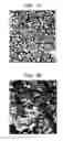 Fig. 02 - ENZYME DISRUPTION OF BACTERIAL BIOFILMS