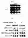 Fig. 04 - ENZYME DISRUPTION OF BACTERIAL BIOFILMS
