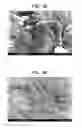 Fig. 06 - ENZYME DISRUPTION OF BACTERIAL BIOFILMS