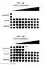 Fig. 08 - ENZYME DISRUPTION OF BACTERIAL BIOFILMS