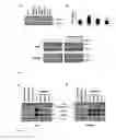 Fig. 02 - Methods and compositions for treating cancer
