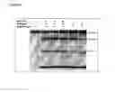 Fig. 02 - Inhibition of HIV-1 replication by disruption of the processing of the viral capsid-spacer peptide 1 protein