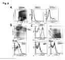 Fig. 07 - Immune modulation via C-type lectin