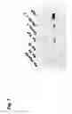 Fig. 08 - Immune modulation via C-type lectin