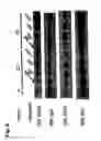 Fig. 09 - Immune modulation via C-type lectin