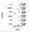 Fig. 06 - Immunomodulatory compositions and methods for treating disease with modified host defense peptides
