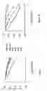 Fig. 02 - METHODS FOR IDENTIFYING AGENTS THAT MODULATE APOPTOSIS IN CELLS THAT OVER-EXPRESS A BCL-2 FAMILY MEMBER PROTEIN