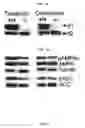 Fig. 02 - AMPK modulation as a method of regulating stem cell and cancer stem cell proliferation, self-renewal and differentiation