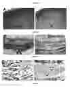 Fig. 07 - AMPK modulation as a method of regulating stem cell and cancer stem cell proliferation, self-renewal and differentiation