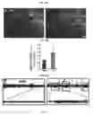 Fig. 09 - AMPK modulation as a method of regulating stem cell and cancer stem cell proliferation, self-renewal and differentiation