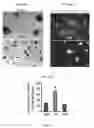 Fig. 43 - AMPK modulation as a method of regulating stem cell and cancer stem cell proliferation, self-renewal and differentiation