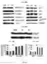 Fig. 45 - AMPK modulation as a method of regulating stem cell and cancer stem cell proliferation, self-renewal and differentiation