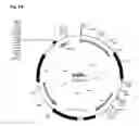 Fig. 09 - PRODUCTION OF GENETICALLY MODIFIED ACTINOMYCETES BY RECOMBINATION