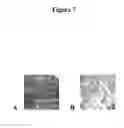 Fig. 08 - SUBSTRATES, DEVICES, AND METHODS FOR QUANTITATIVE LIQUID CRYSTAL ASSAYS