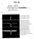 Fig. 166 - Methods and compositions for transposition using minimal segments of the eukaryotic transformation vector piggyBac