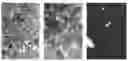 Fig. 01 - Recombinant cell clones having increased stability and methods of making and using the same