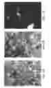 Fig. 02 - Recombinant cell clones having increased stability and methods of making and using the same