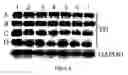Fig. 09 - Device and method for ambient storage of fresh/frozen tissue sections via desiccation