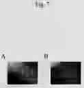 Fig. 08 - METHOD FOR CARTILAGE TISSUE REGENERATION VIA SIMULATED MICROGRAVITY CULTURE USING SCAFFOLDS
