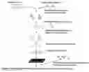 Fig. 01 - AFFINITY CAPTURE OF PEPTIDES BY MICROARRAY AND RELATED METHODS
