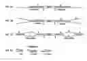 Fig. 02 - Asymmetrical Adapters And Methods Of Use Thereof