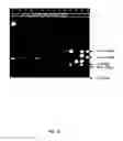 Fig. 06 - Asymmetrical Adapters And Methods Of Use Thereof