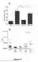 Fig. 11 - Peptides with the capacity to bind to transforming growth factor β1 (TGF-β1)